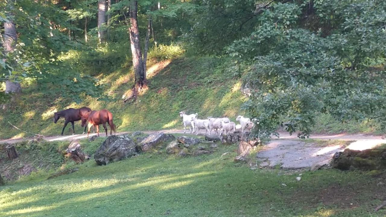 Arrowmont Stables & Cabins Cullowhee エクステリア 写真