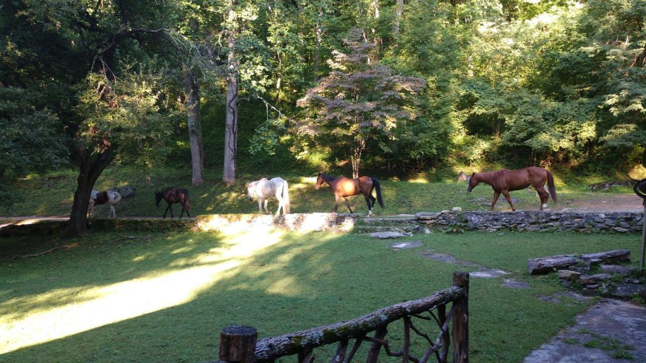 Arrowmont Stables & Cabins Cullowhee エクステリア 写真